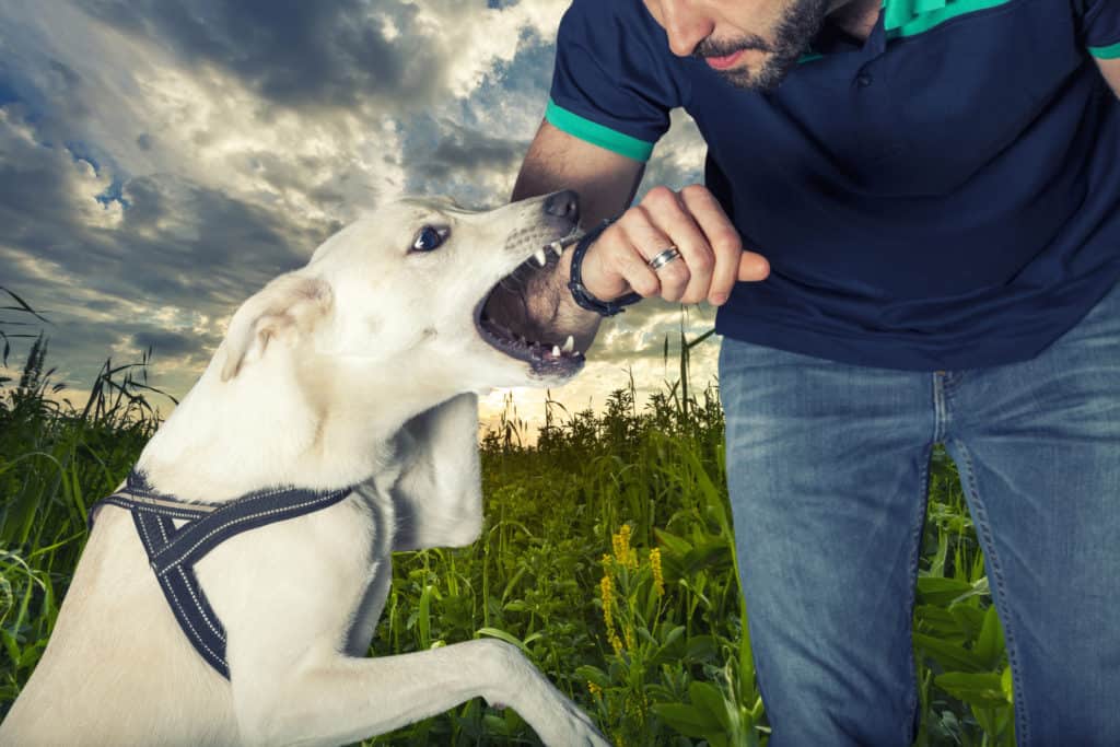 Dog Bite Law—Animal Caused Injuries.